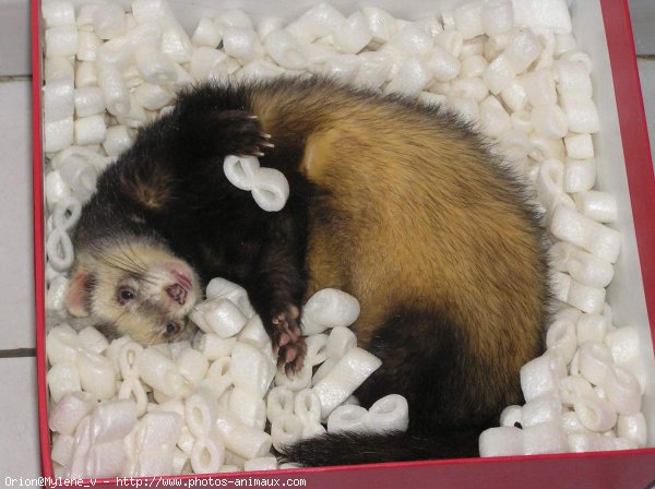 Photo de Furet