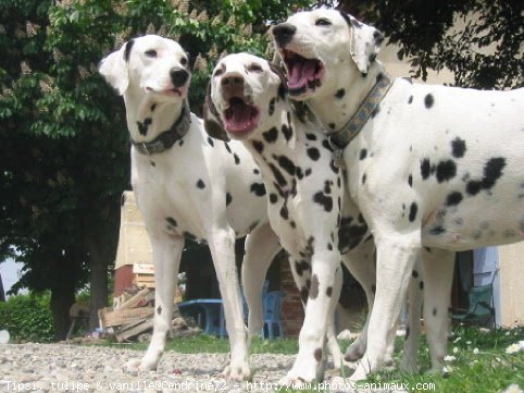 Photo de Dalmatien