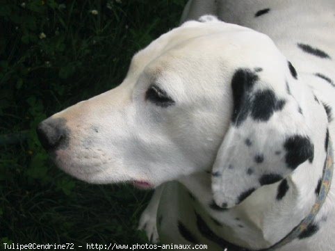 Photo de Dalmatien