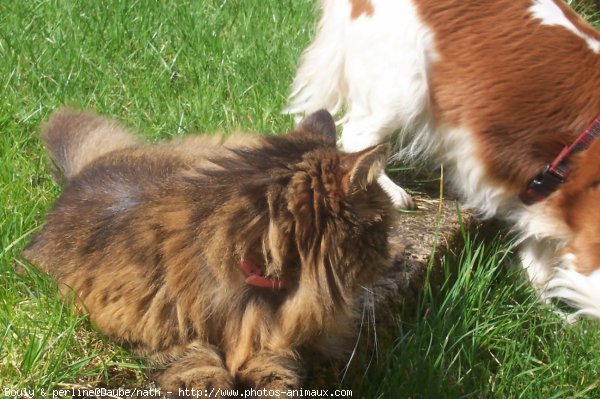 Photo de Races diffrentes