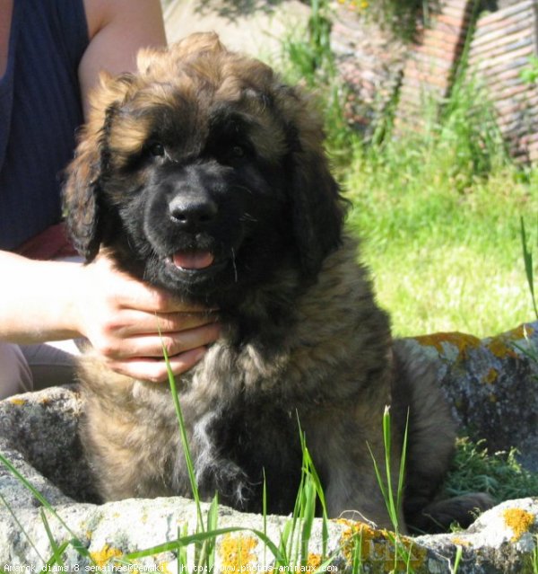 Photo de Leonberg