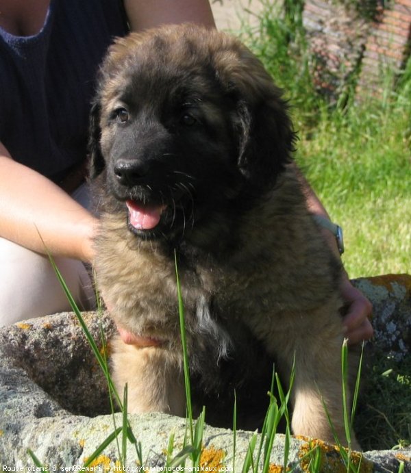 Photo de Leonberg