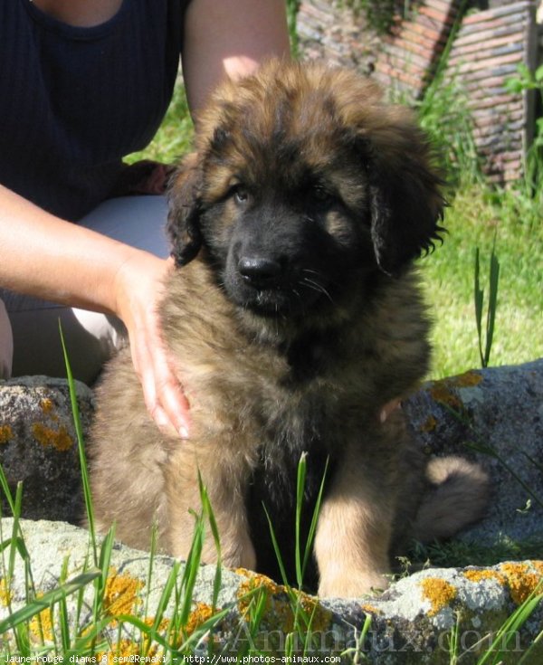 Photo de Leonberg