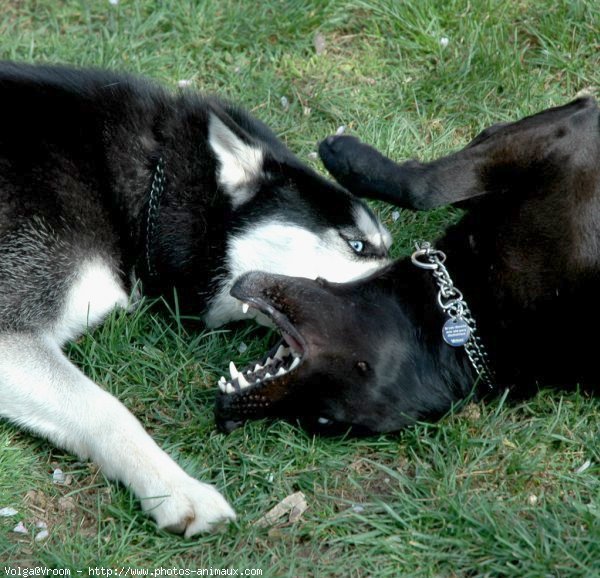 Photo de Husky siberien