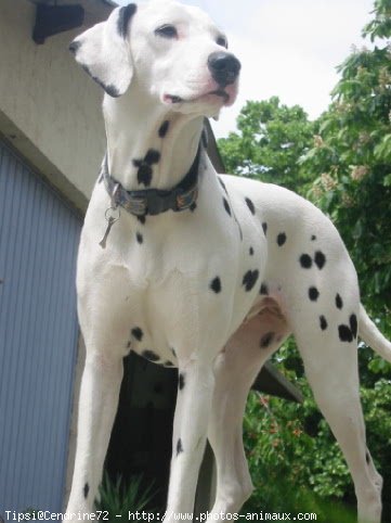 Photo de Dalmatien