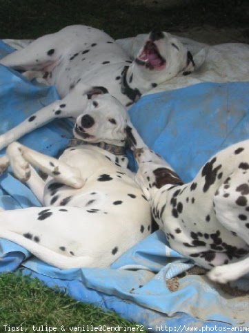 Photo de Dalmatien