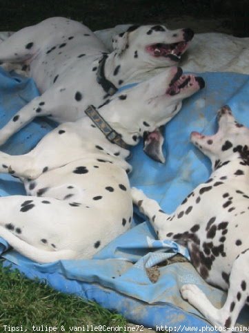 Photo de Dalmatien