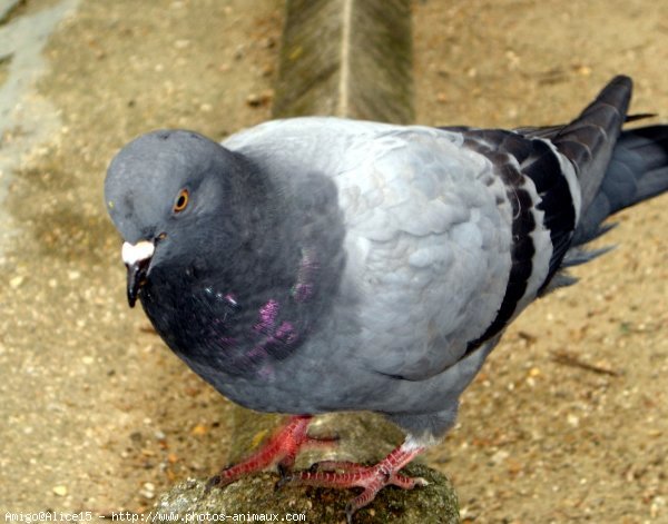 Photo de Pigeon