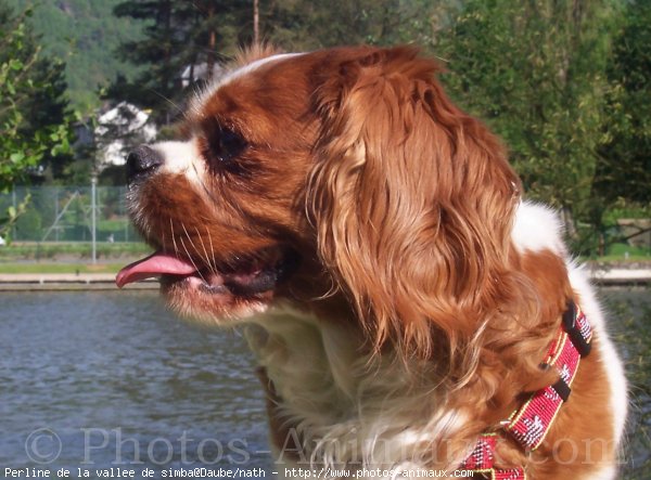 Photo de Cavalier king charles spaniel