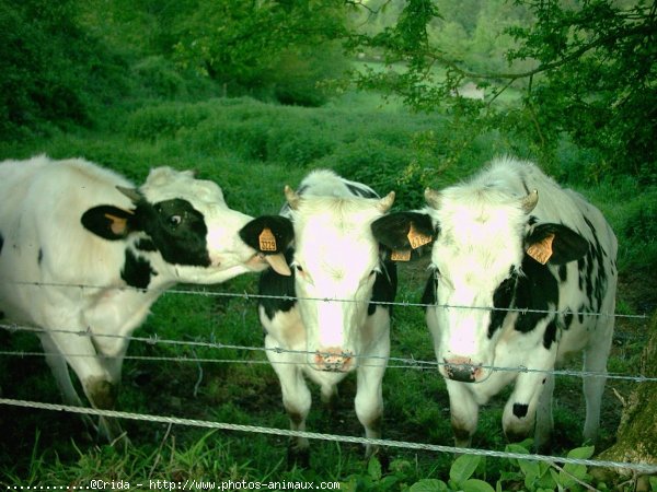 Photo de Vache