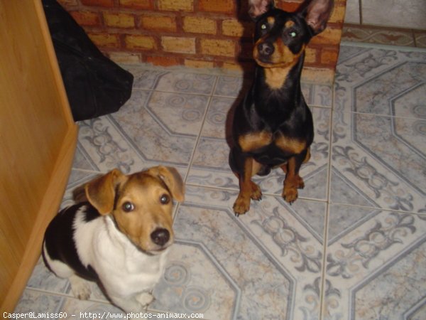 Photo de Pinscher nain