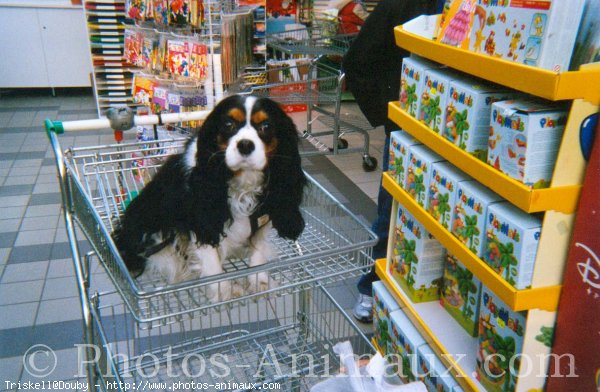 Photo de Cavalier king charles spaniel