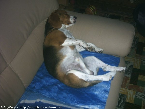 Photo de Beagle