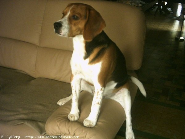 Photo de Beagle