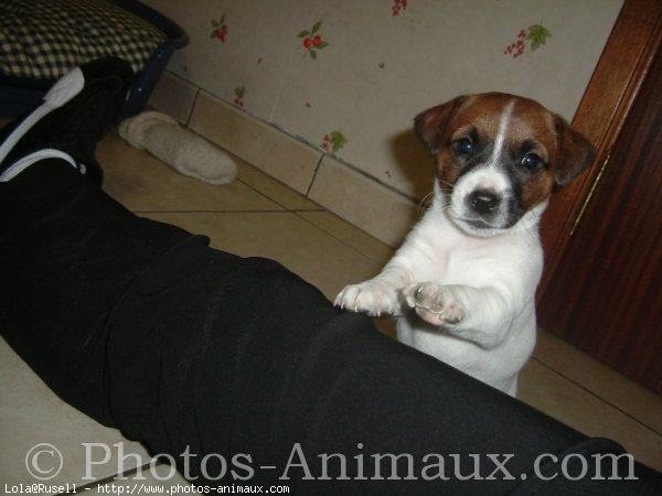 Photo de Jack russell terrier