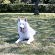 Photo de Berger blanc suisse