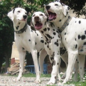 Photo de Dalmatien