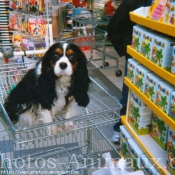 Photo de Cavalier king charles spaniel