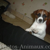 Photo de Jack russell terrier