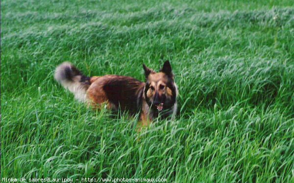 Photo de Berger belge tervueren