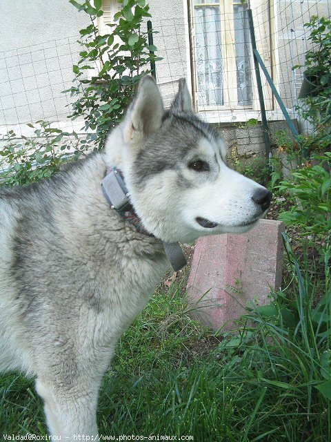 Photo de Husky siberien