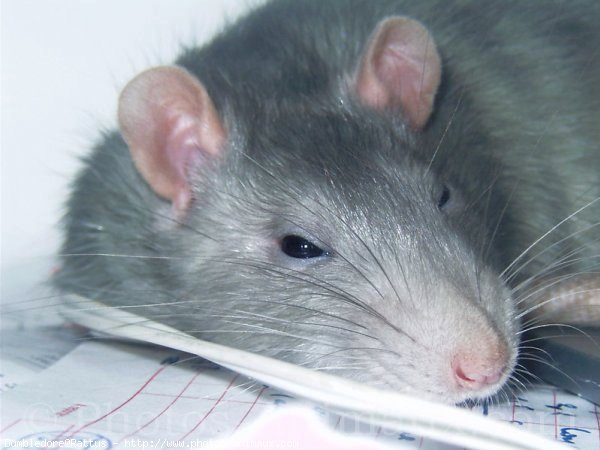 Photo de Rat