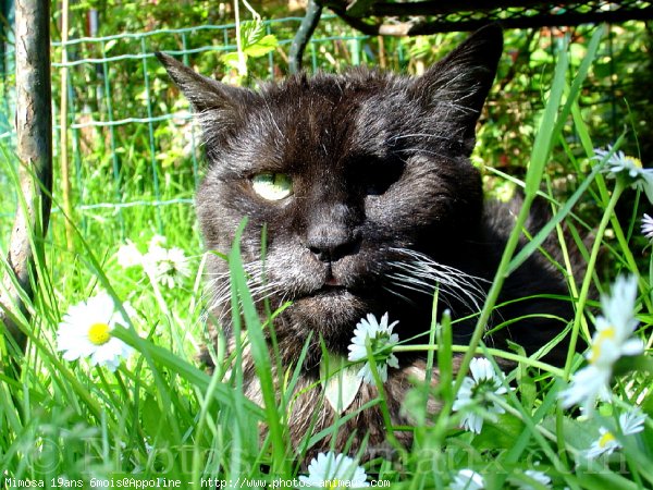 Photo de Chat domestique