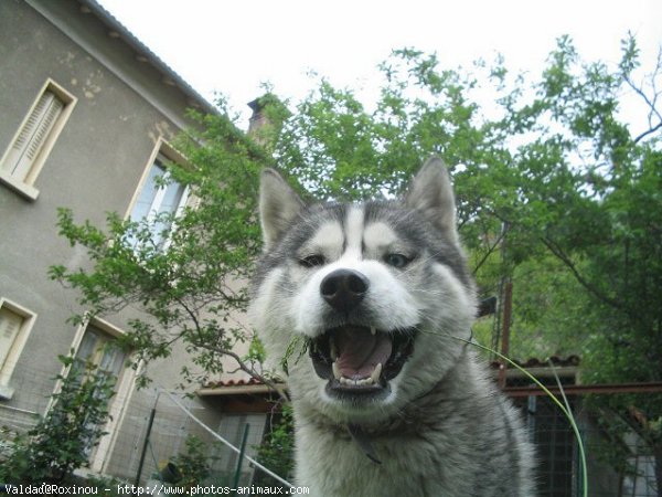 Photo de Husky siberien