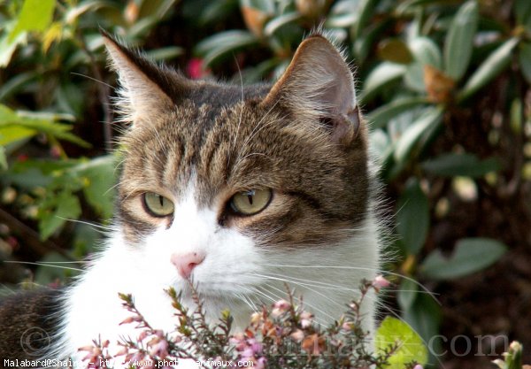 Photo de Chat domestique