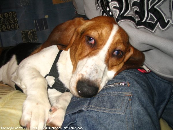 Photo de Basset hound