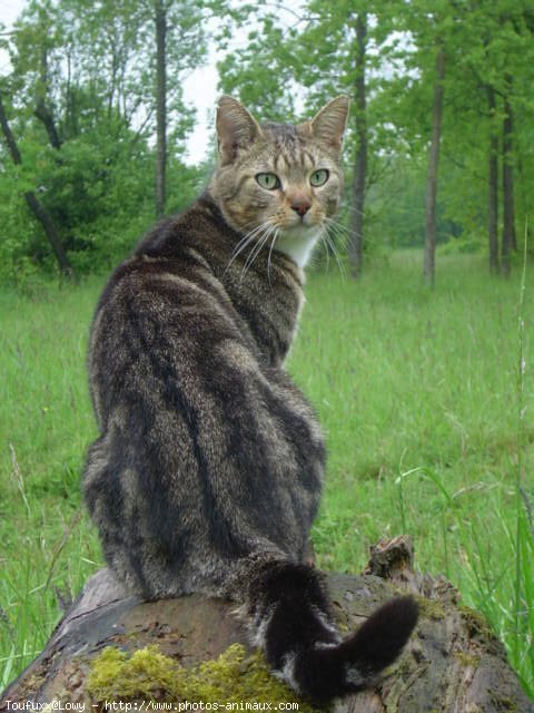 Photo de Chat domestique