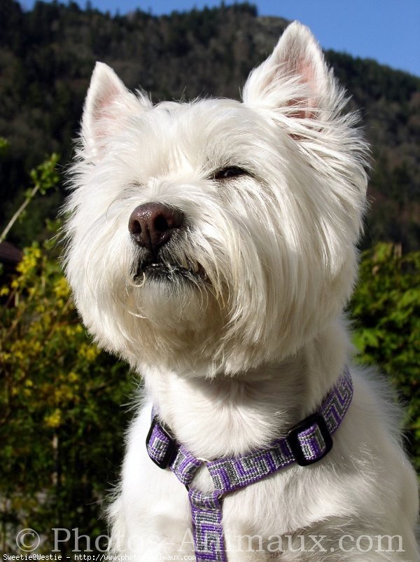 Photo de West highland white terrier