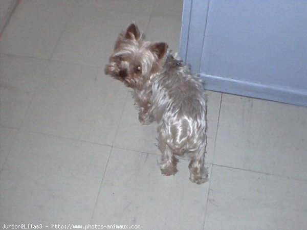 Photo de Yorkshire terrier