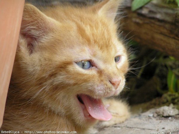 Photo de Chat domestique