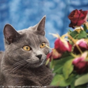 Photo de Chartreux