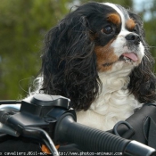 Photo de Cavalier king charles spaniel