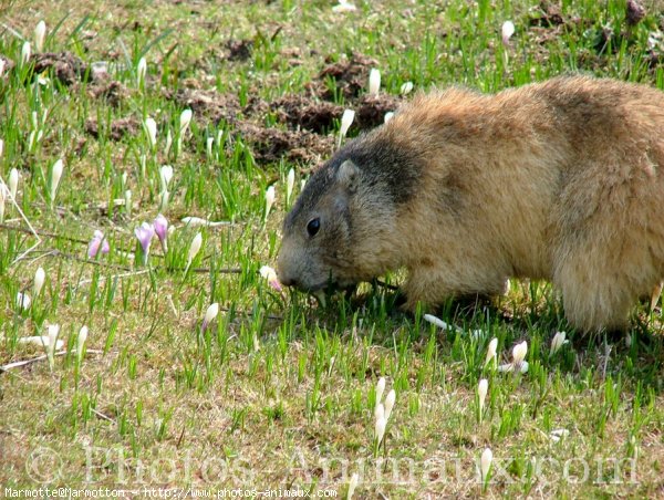 Photo de Marmotte