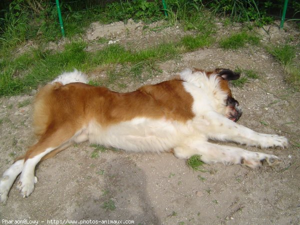 Photo de Saint-bernard poil long