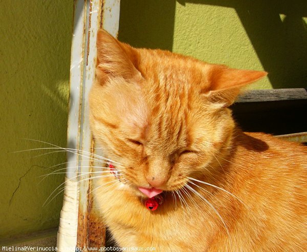 Photo de Chat domestique