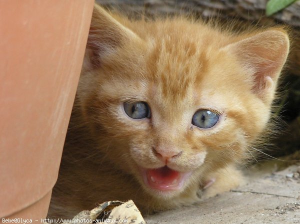 Photo de Chat domestique