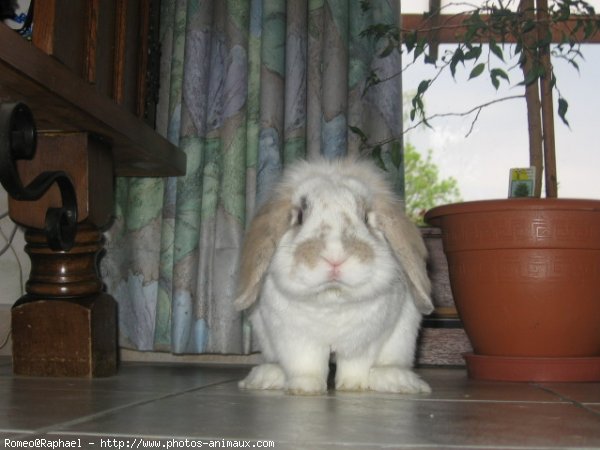 Photo de Lapin