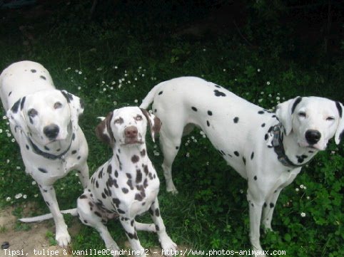 Photo de Dalmatien