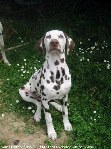 Photo de Dalmatien