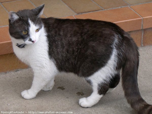 Photo de Chat domestique