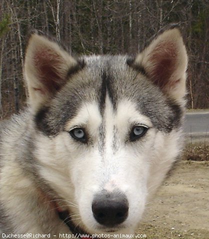 Photo de Husky siberien