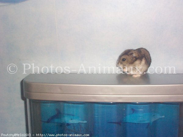 Photo de Hamster