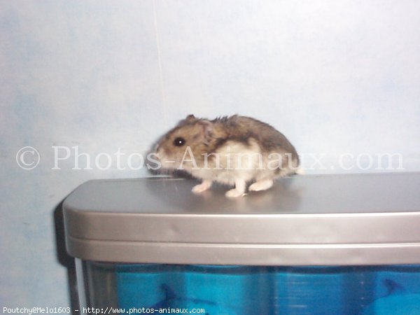 Photo de Hamster