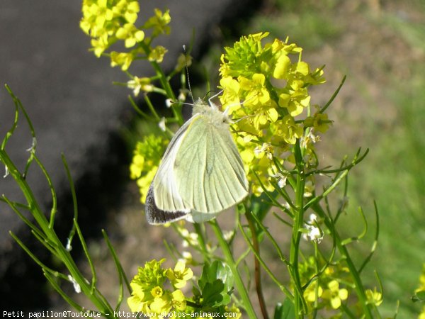 Photo de Papillon