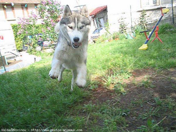 Photo de Husky siberien