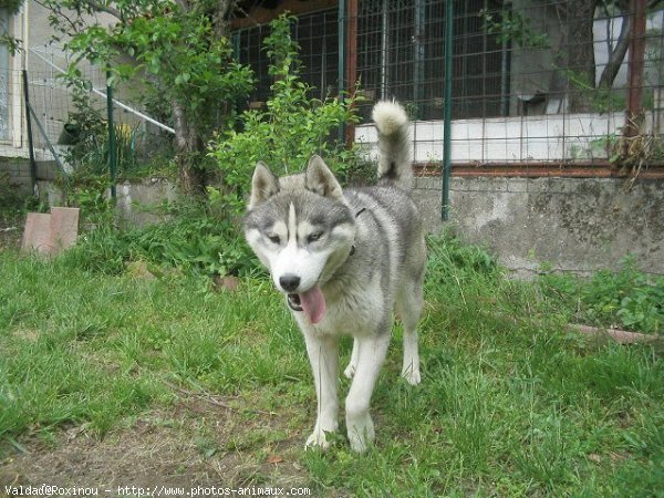 Photo de Husky siberien